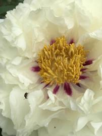 Fotografia da espécie Paeonia × suffruticosa