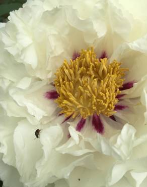 Fotografia 8 da espécie Paeonia × suffruticosa no Jardim Botânico UTAD