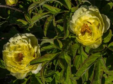 Fotografia da espécie Paeonia × suffruticosa