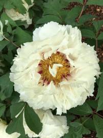 Fotografia da espécie Paeonia × suffruticosa