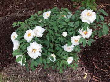 Fotografia da espécie Paeonia × suffruticosa