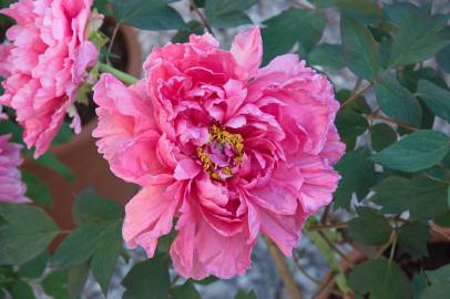Fotografia da espécie Paeonia × suffruticosa
