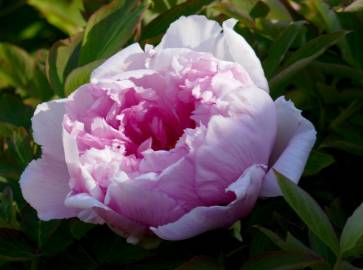 Fotografia da espécie Paeonia × suffruticosa
