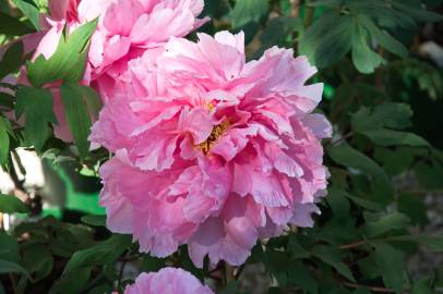 Fotografia da espécie Paeonia × suffruticosa