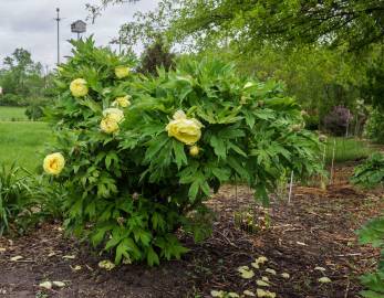 Fotografia da espécie Paeonia × suffruticosa