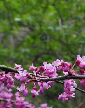 Fotografia 4 da espécie Cercis chinensis no Jardim Botânico UTAD