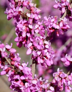 Fotografia 5 da espécie Cercis chinensis no Jardim Botânico UTAD