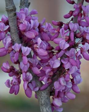 Fotografia 6 da espécie Cercis chinensis no Jardim Botânico UTAD