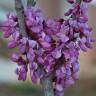 Fotografia 6 da espécie Cercis chinensis do Jardim Botânico UTAD