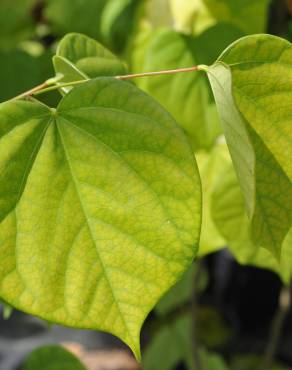 Fotografia 7 da espécie Cercis chinensis no Jardim Botânico UTAD