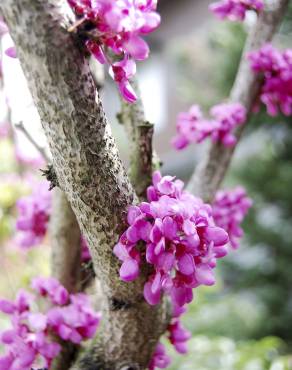 Fotografia 9 da espécie Cercis chinensis no Jardim Botânico UTAD