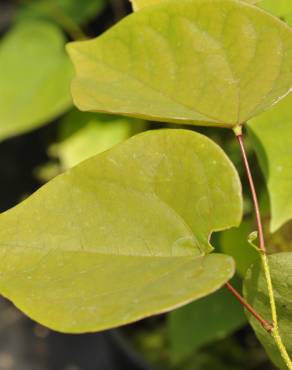 Fotografia 10 da espécie Cercis chinensis no Jardim Botânico UTAD