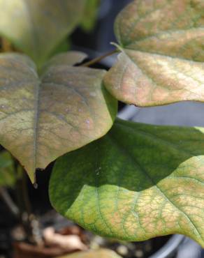 Fotografia 11 da espécie Cercis chinensis no Jardim Botânico UTAD