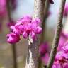 Fotografia 12 da espécie Cercis chinensis do Jardim Botânico UTAD