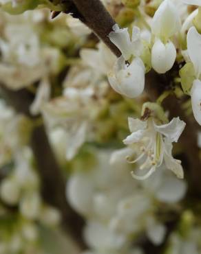 Fotografia 13 da espécie Cercis chinensis no Jardim Botânico UTAD