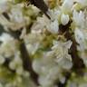 Fotografia 13 da espécie Cercis chinensis do Jardim Botânico UTAD