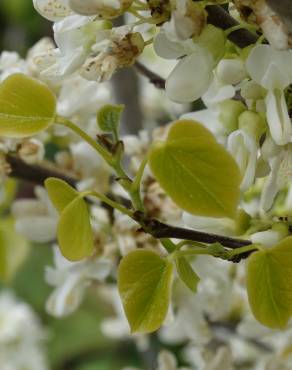 Fotografia 16 da espécie Cercis chinensis no Jardim Botânico UTAD