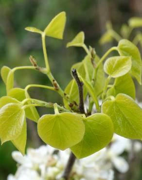 Fotografia 1 da espécie Cercis chinensis no Jardim Botânico UTAD