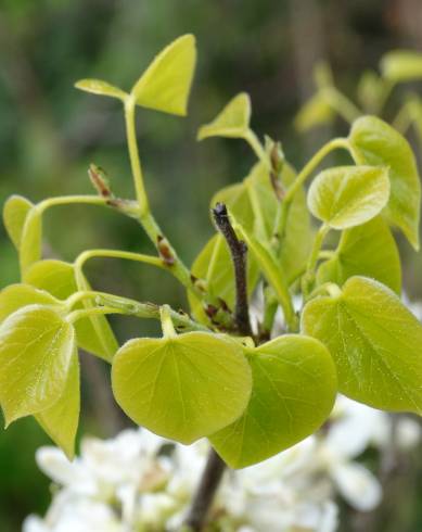 Fotografia de capa Cercis chinensis - do Jardim Botânico