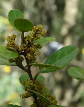 Fotografia 13 da espécie Rhamnus alaternus no Jardim Botânico UTAD