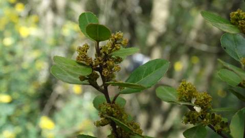 Fotografia da espécie Rhamnus alaternus