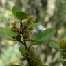 Fotografia 13 da espécie Rhamnus alaternus do Jardim Botânico UTAD