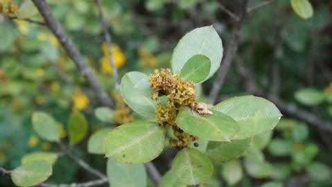 Fotografia da espécie Rhamnus alaternus