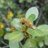 Fotografia 14 da espécie Rhamnus alaternus do Jardim Botânico UTAD