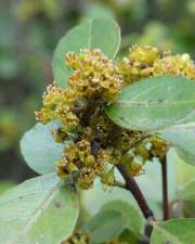 Fotografia da espécie Rhamnus alaternus