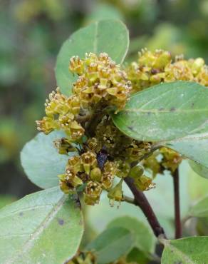 Fotografia 1 da espécie Rhamnus alaternus no Jardim Botânico UTAD