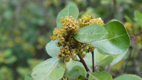 Fotografia da espécie Rhamnus alaternus