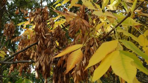 Fotografia da espécie Fraxinus excelsior