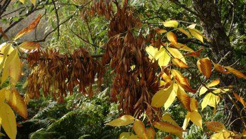 Fotografia da espécie Fraxinus excelsior