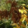 Fotografia 23 da espécie Fraxinus excelsior do Jardim Botânico UTAD