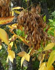 Fraxinus excelsior