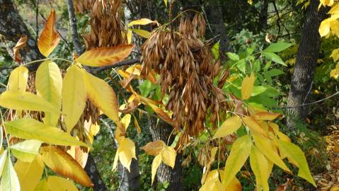 Fotografia da espécie Fraxinus excelsior