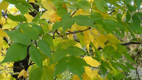 Fotografia da espécie Fraxinus excelsior