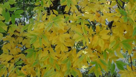 Fotografia da espécie Fraxinus excelsior