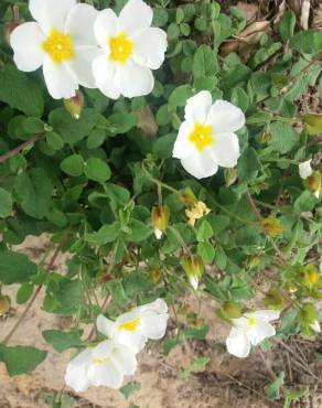 Fotografia 19 da espécie Cistus salvifolius no Jardim Botânico UTAD