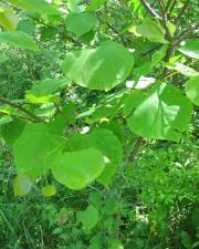 Fotografia da espécie Cercis canadensis