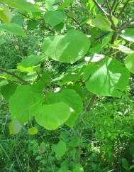 Cercis canadensis