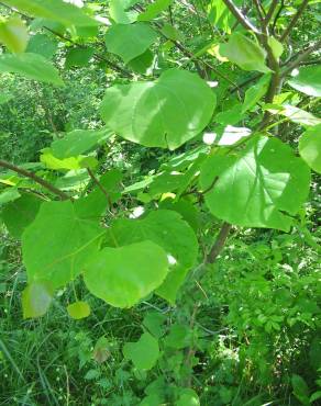 Fotografia 1 da espécie Cercis canadensis no Jardim Botânico UTAD