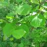 Fotografia 1 da espécie Cercis canadensis do Jardim Botânico UTAD