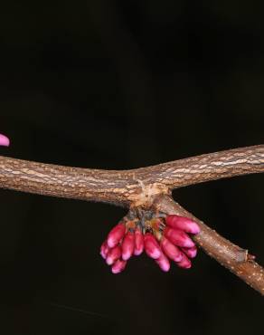 Fotografia 3 da espécie Cercis canadensis no Jardim Botânico UTAD