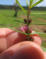 Ammannia coccinea