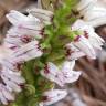 Fotografia 33 da espécie Neotinea maculata do Jardim Botânico UTAD