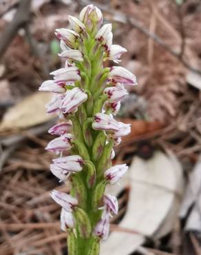 Fotografia 34 da espécie Neotinea maculata no Jardim Botânico UTAD