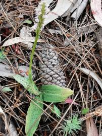 Fotografia da espécie Neotinea maculata