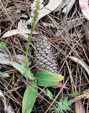 Fotografia 36 da espécie Neotinea maculata no Jardim Botânico UTAD