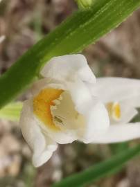 Fotografia da espécie Cephalanthera longifolia